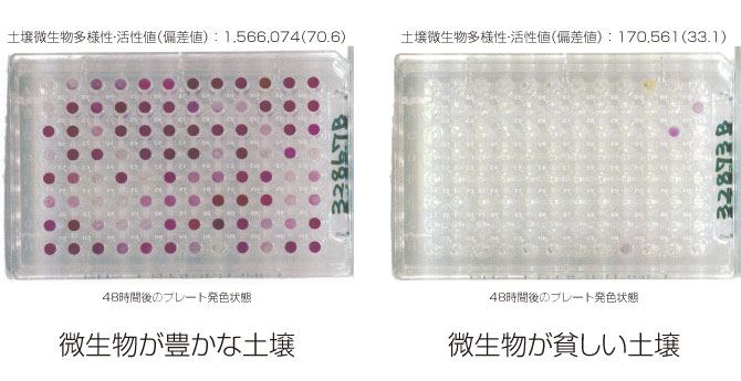 土壌微生物図